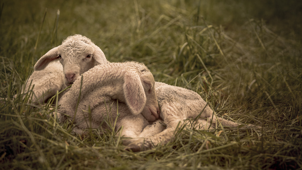 Platz 7 Anton Kienle